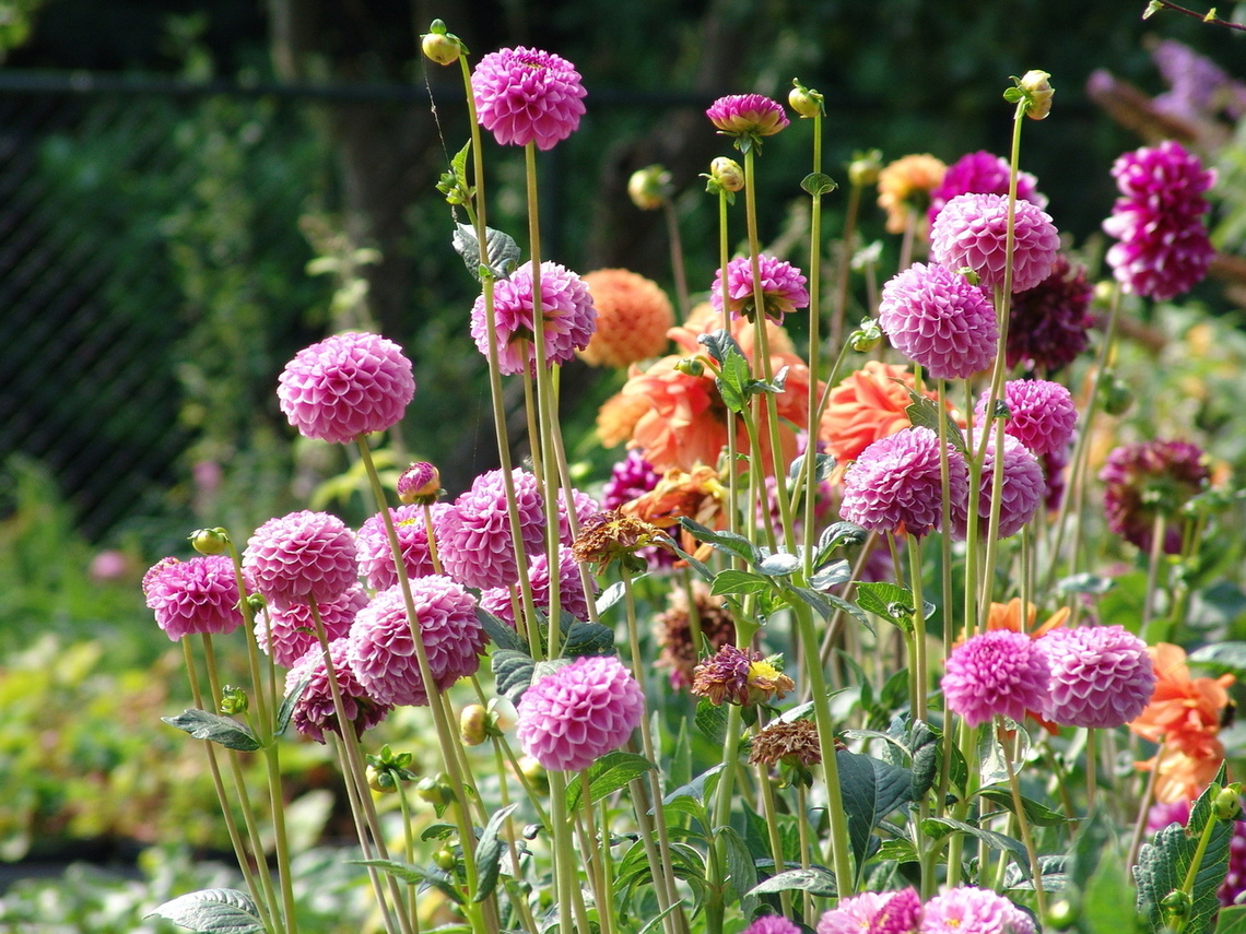 Flowers for ABCD project